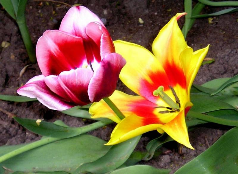 pembe sar� lale resmi